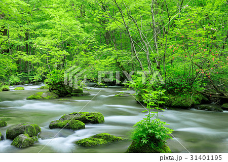 青森_奥入瀬渓流_ツツジ 青森_奥入瀬渓流_ツツジ 31401195