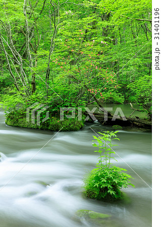 青森_奥入瀬渓流_ツツジ 31401196