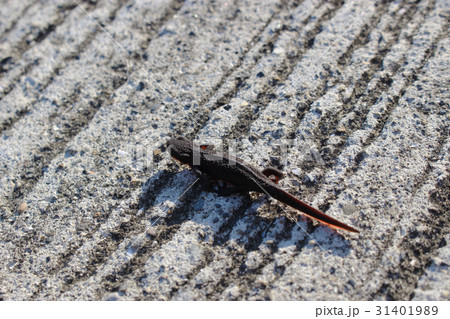 アカハライモリ 31401989