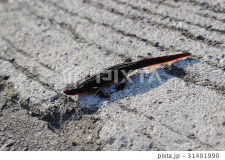 アカハライモリ 31401990