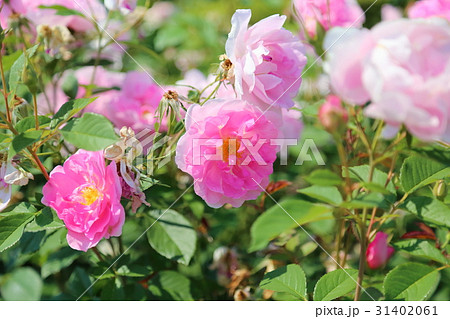 ピンクのバラの花 31402061