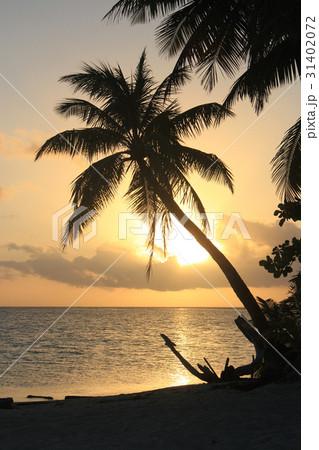 南の島タヒチのビーチで黄金の夕日と夕焼け Golden Sunset in Tahiti 南の島タヒチのビーチで黄金の夕日と夕焼け Golden Sunset in Tahiti 31402072