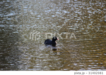 オオバン (大鷭) その1。 Eurasian coot オオバン (大鷭) その1。 Eurasian coot 31402081