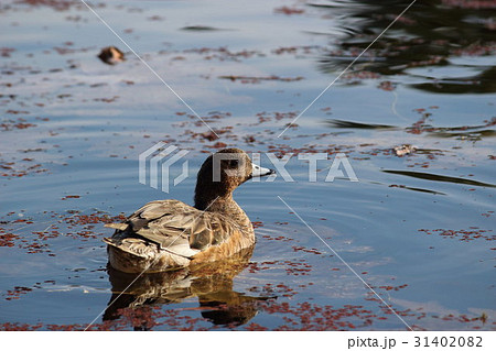 ヒドリガモ 緋鳥鴨 メス その1 Eurasian Wigeonの写真素材 3140