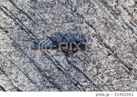 アカハライモリ アカハライモリ 31402091