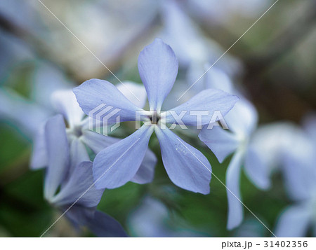 Flower in garden. Small blue flowers shooting with Flower in garden. Small blue flowers shooting with 31402356