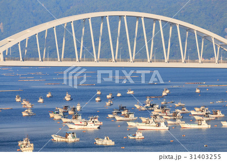 牛根大橋と漁船 -垂水市牛根と桜島に架かる橋- 31403255