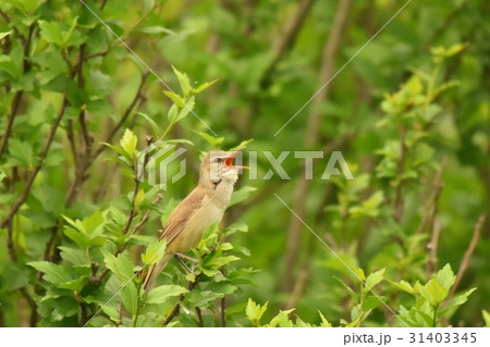 【野鳥】さえずるオオヨシキリ 【野鳥】さえずるオオヨシキリ 31403345