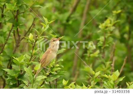 【野鳥】さえずるオオヨシキリ 【野鳥】さえずるオオヨシキリ 31403356