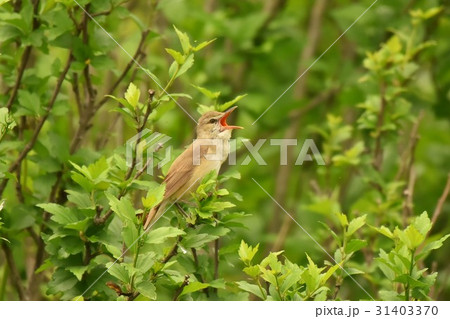 【野鳥】さえずるオオヨシキリ 【野鳥】さえずるオオヨシキリ 31403370