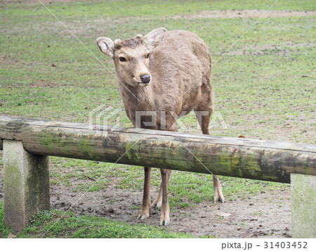Cute deer in Nara Park, Nara City, Japan Cute deer in Nara Park, Nara City, Japan 31403452