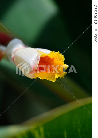 キフゲットウ（黄斑月桃） 31403533