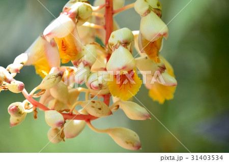 キフゲットウ（黄斑月桃） 31403534