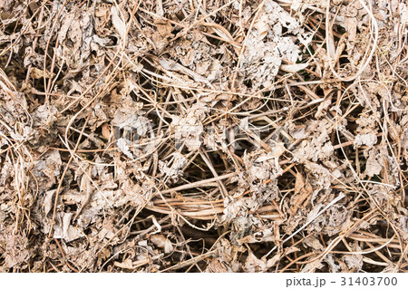 Background of dry branches with leaves Background of dry branches with leaves 31403700