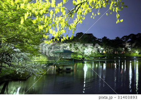 大宮公園の夜桜 31403893