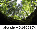 新緑の青木ヶ原 31403974