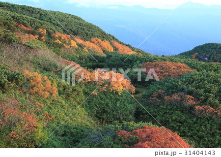 大雪山・旭岳　紅葉 31404143