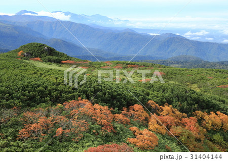 大雪山・旭岳　紅葉 31404144