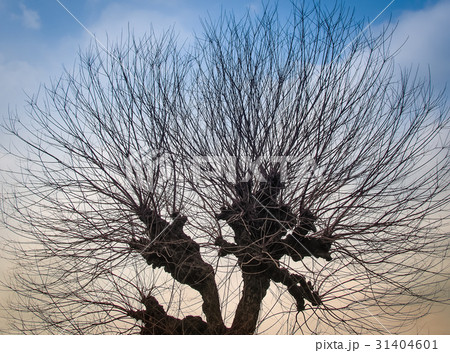 Leafless branches of tree against sky Leafless branches of tree against sky 31404601