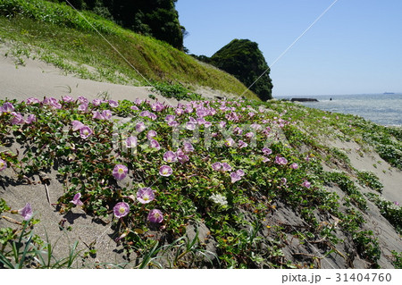 5月　富津市14ハマヒルガオと磯根崎・磯根海岸 31404760