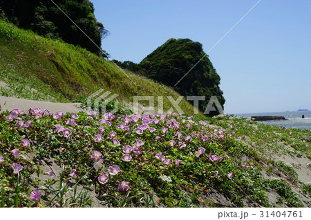 5月　富津市15ハマヒルガオと磯根崎・磯根海岸 31404761
