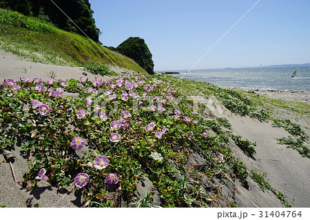 5月　富津市18ハマヒルガオと磯根崎・磯根海岸 31404764