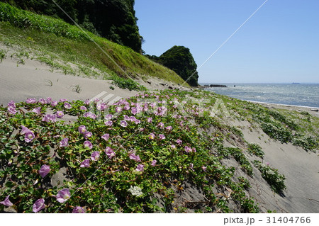 5月　富津市20ハマヒルガオと磯根崎・磯根海岸 31404766