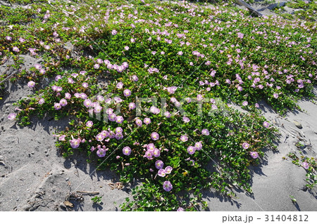 5月花　ハマヒルガオ・ヒルガオ科01南無谷海岸 31404812