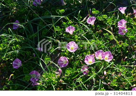 5月花　ハマヒルガオ・ヒルガオ科02南無谷海岸 31404813