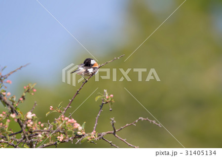 ノビタキ-Siberian Stonechat 31405134