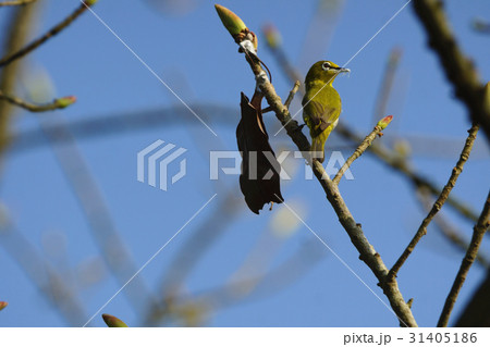 鳥 からし色 昆虫 31405186