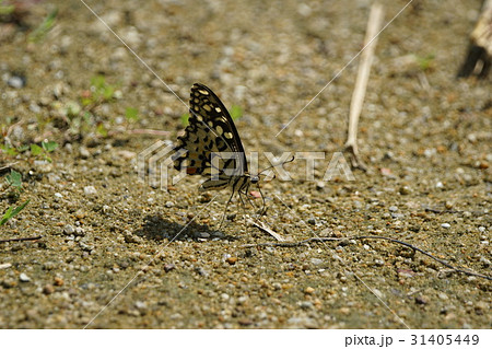 一般 大将 将軍 31405449