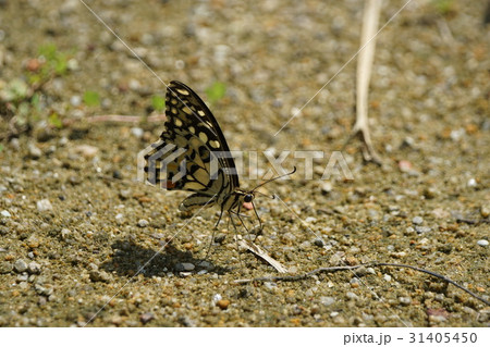 あげは蝶 キアゲハ 揚羽 31405450