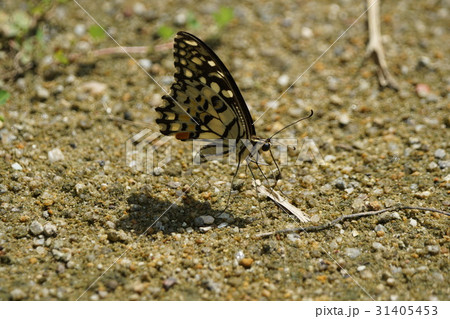 あげは蝶 キアゲハ 揚羽 31405453
