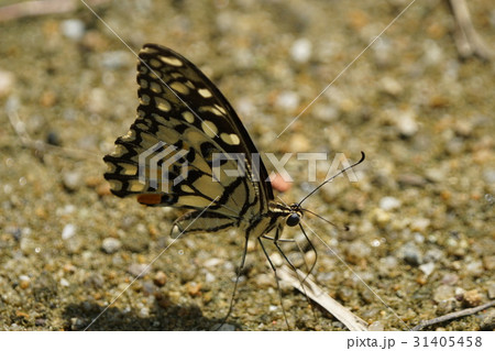 あげは蝶 キアゲハ 揚羽 31405458