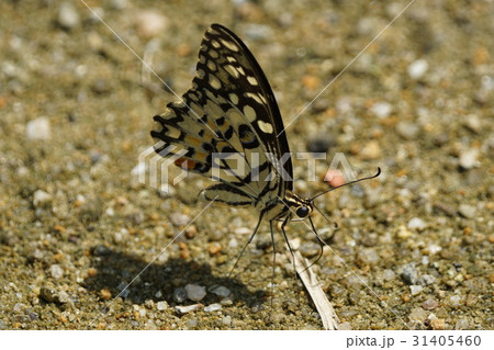あげは蝶 キアゲハ 揚羽 31405460
