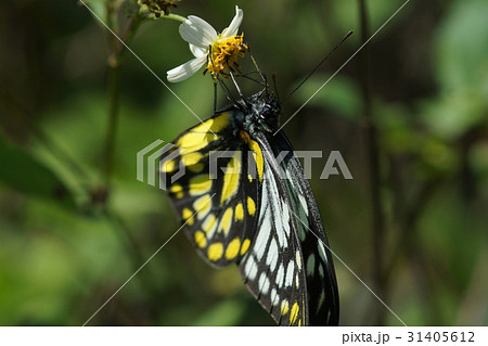 ウイング 翼 羽 31405612