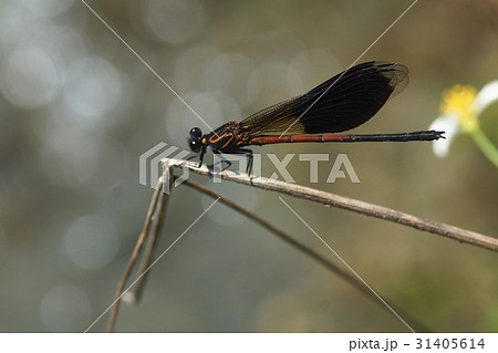イトトンボ カワトンボ 糸トンボ 31405614