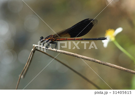 イトトンボ カワトンボ 糸トンボ 31405615