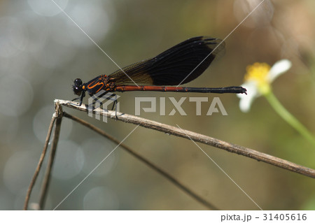 イトトンボ カワトンボ 糸トンボ 31405616