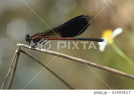 イトトンボ カワトンボ 糸トンボ 31405617