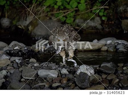 ヤマメを食べるシマフクロウ 31405623