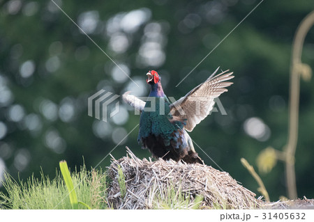 羽ばたくキジ 羽ばたくキジ 31405632