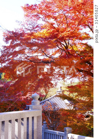 紅葉 31405827