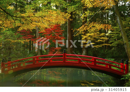 紅葉 紅葉 31405915