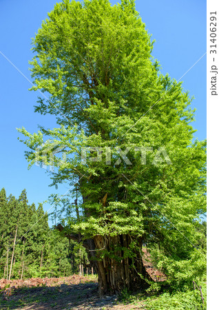 法量のイチョウ 青森県 法量のイチョウ 青森県 31406291