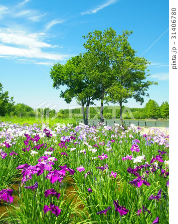 菖蒲咲く水元公園風景 31406780