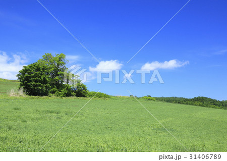 北海道　富良野　草原と木立 31406789