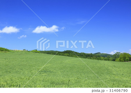 北海道 富良野 草原 北海道 富良野 草原 31406790