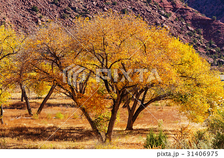 Autumn tree Autumn tree 31406975